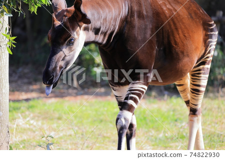 Okapi 74822930