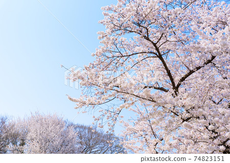 Cherry blossoms in full bloom Blue sky background Cherry blossoms in full bloom Blue sky background 74823151