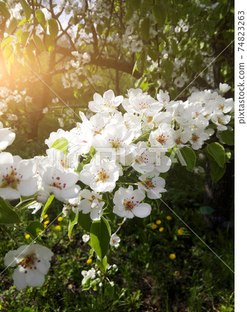 Flowering pear tree Flowering pear tree 74823263