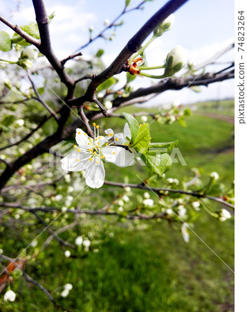 Apple blossom in spring Apple blossom in spring 74823264