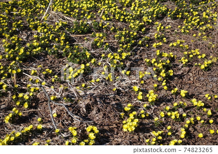 Fukujusuku Fukuju Fukujou Fukujusuku Fukuju Fukujou 74823265