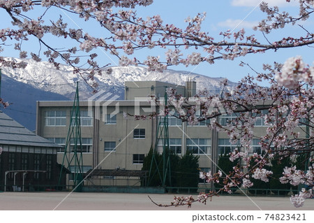 Sakura school in full bloom Sakura school in full bloom 74823421