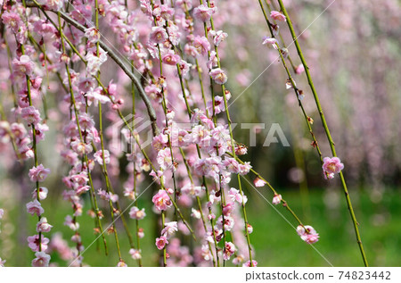 The beautiful pink color of the weeping plums shines on the green grass 74823442