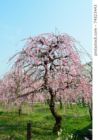 Sunny weeping plum weather Sunny weeping plum weather 74823443