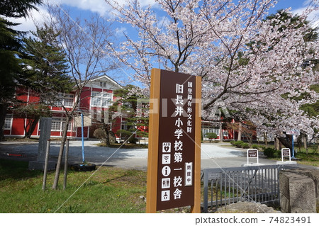 櫻花學校盛開 74823491