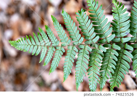 Ferns that grow naturally in the mountains of Hyogo Prefecture 74823526