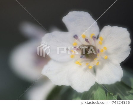 Eranthis pinnatifida (Setsubunsou) Spring Ephemeral (Spring Fairy) 74824536
