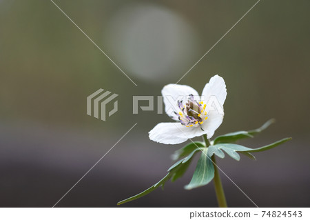 Eranthis pinnatifida (Setsubunsou) that blooms pretty florets in early spring Eranthis pinnatifida (Setsubunsou) that blooms pretty florets in early spring 74824543