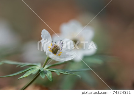 Eranthis pinnatifida (Setsubunsou), also known as Spring Ephemeral (Spring Fairy) Eranthis pinnatifida (Setsubunsou), also known as Spring Ephemeral (Spring Fairy) 74824551