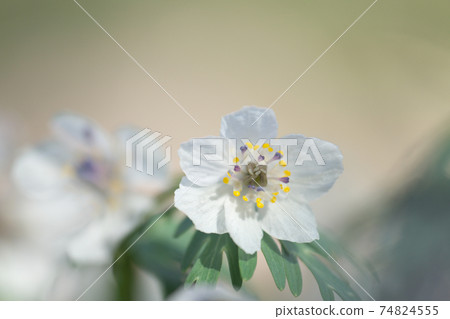 Eranthis pinnatifida（Setsubunsou），也被稱為春季短命（春季童話） 74824555