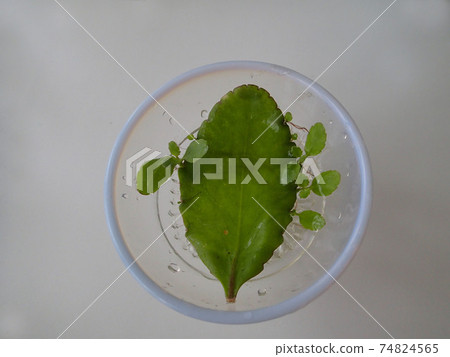 Happy Leaf Mother Leaf (Ceylon Crassulaceae) Happy Leaf Mother Leaf (Ceylon Crassulaceae) 74824565