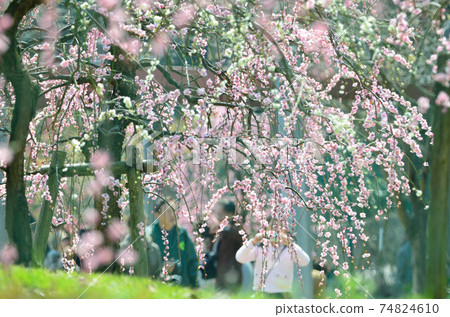 來見美麗的垂枝李的人 來見美麗的垂枝李的人 74824610