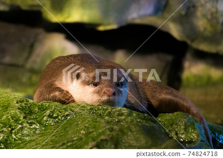 海遊館的水獺 74824718