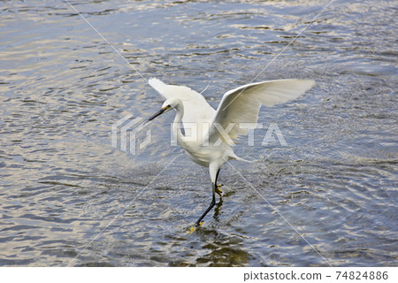 Kamogawa Little Egret 74824886