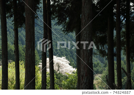 Cherry blossoms blooming in mountain village 74824887