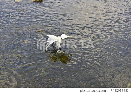 Kamogawa Little Egret 74824888
