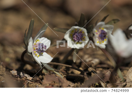 早春綻放美麗花朵的蝶pinnatifida（setsubunsou） 74824999