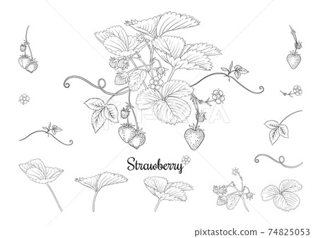 Strawberry branch with red berries. Strawberry branch with red berries. 74825053