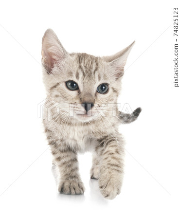 bengal kitten in studio bengal kitten in studio 74825123