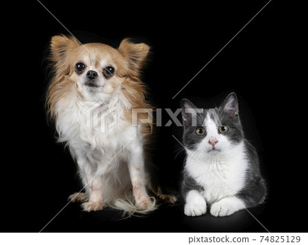 feral cat and chihuahua 74825129