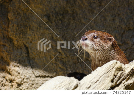 川西農會公園 74825147