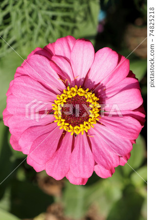 Close-up  a pink zinnia 74825218