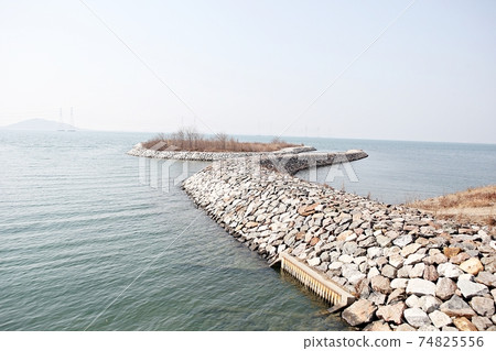 Migratory birds Migratory birds 74825556