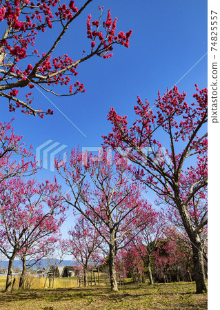 Umami Hill Park, a plum garden in full bloom 74825557