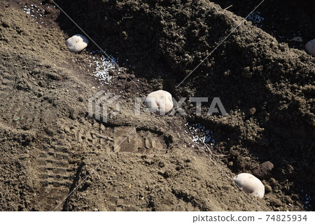 Before cultivating and planting potatoes, apply wood ash to the cut end to prevent corrosion. Before cultivating and planting potatoes, apply wood ash to the cut end to prevent corrosion. 74825934