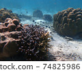 Sea fish with corals in sea, underwater landscape with sea life 74825986