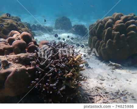 Sea fish with corals in sea, underwater landscape with sea life 74825986