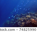 Sea fish with corals in sea and diver, underwater landscape with sea life 74825990
