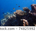 Sea fish with corals in sea, underwater landscape with sea life 74825992
