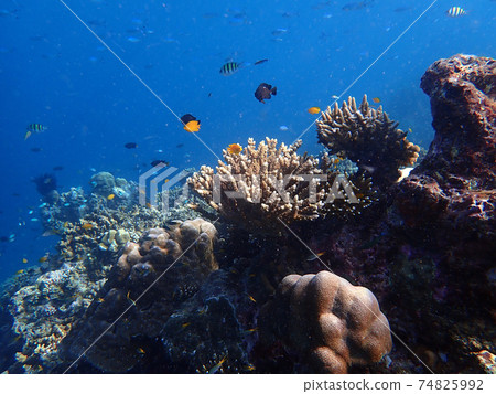Sea fish with corals in sea, underwater landscape with sea life Sea fish with corals in sea, underwater landscape with sea life 74825992
