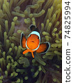 Clownfish fish with sea anemone, underwater landscape with sea life 74825994