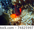 Fire clownfish fish with sea anemone 74825997