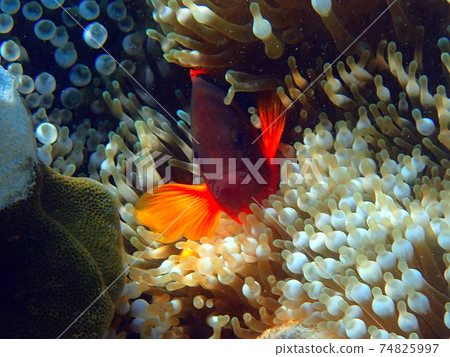 Fire clownfish fish with sea anemone 74825997