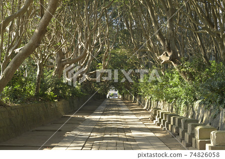 The approach covered with the trees of Sakatsura Isozaki Shrine The approach covered with the trees of Sakatsura Isozaki Shrine 74826058