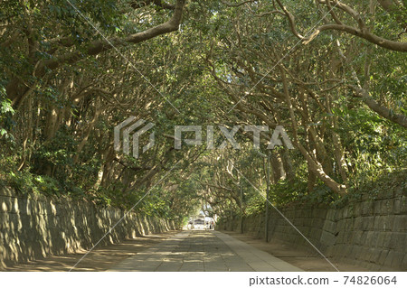 The approach covered with the trees of Sakatsura Isozaki Shrine 74826064