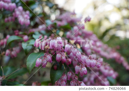 Japanese andromeda of the shrine 74826066