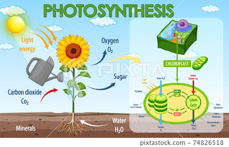 Diagram showing process of photosynthesis in plant Diagram showing process of photosynthesis in plant 74826518