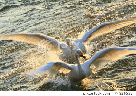 The approaching swan The approaching swan 74826552