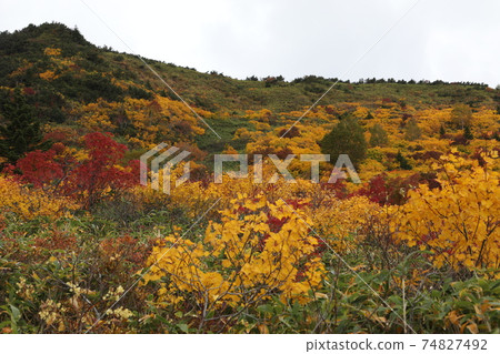 Autumn leaves and mountains 74827492