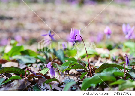日本赤th花盛開在陽光明媚的森林地板上 74827702