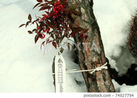 Winter nandina and bills Winter nandina and bills 74827794