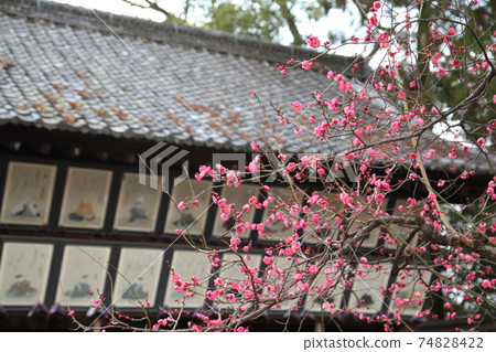 Kitano Tenman-gu's plum Kitano Tenman-gu's plum 74828422