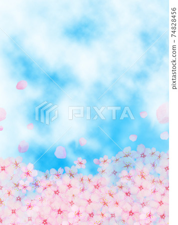 Image of the blue sky and cherry blossoms in full bloom blooming with scattered petals Vertical Image of the blue sky and cherry blossoms in full bloom blooming with scattered petals Vertical 74828456