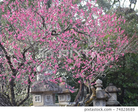 紅李子和石燈籠盛開 紅李子和石燈籠盛開 74828689