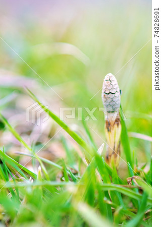 Tsukushi in early spring is fine Tsukushi in early spring is fine 74828691