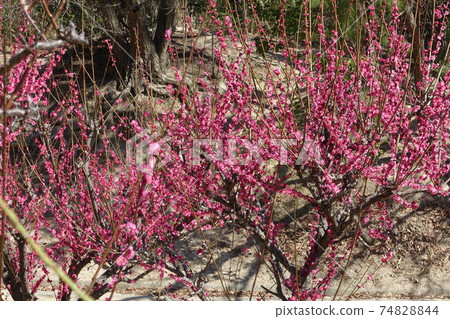 紅梅樹3 紅梅樹3 74828844